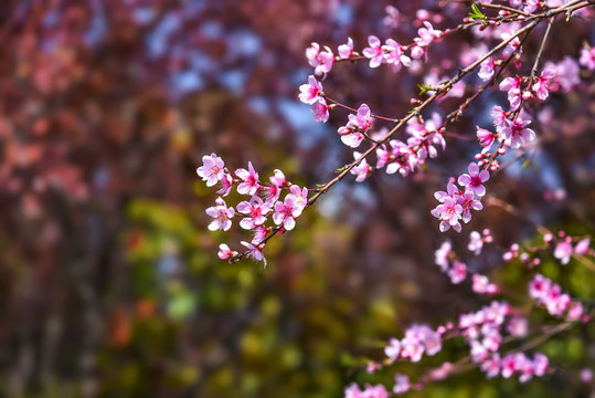 桃花