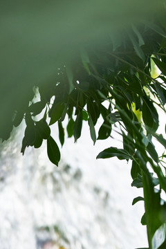 热带植物