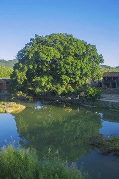 小溪绿树风景