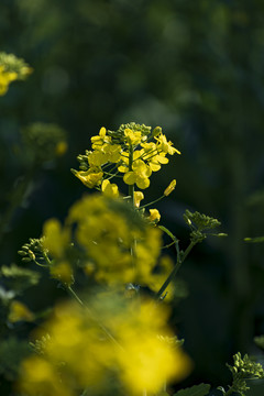 油菜花