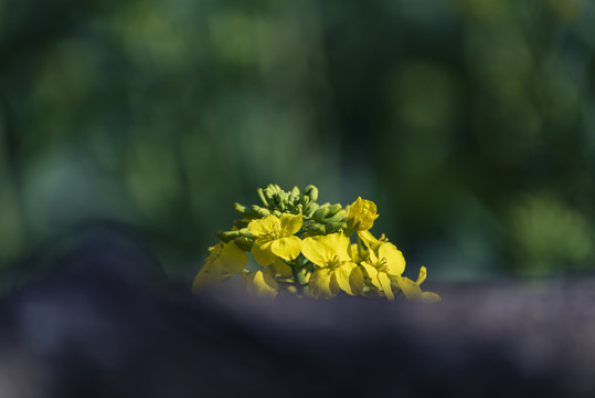 油菜花