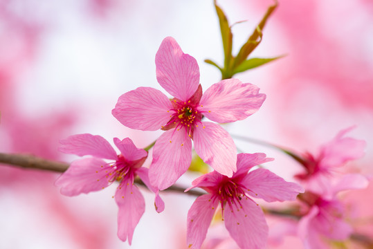 春天樱花桃花