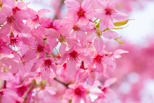 春天樱花桃花