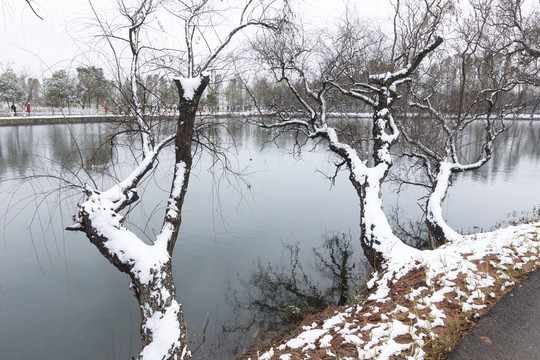 明大观公园雪景自然景观