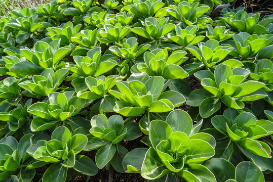 热带海边野生植物