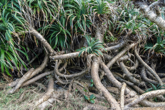植物的根系