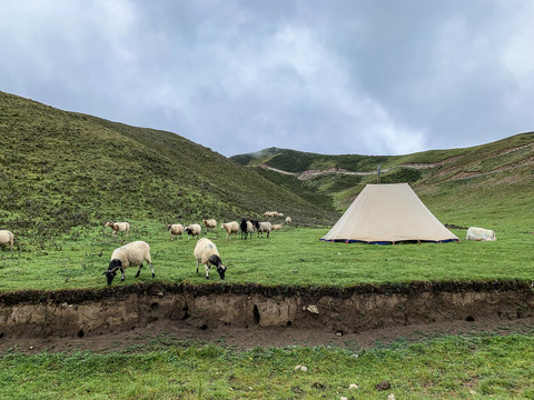 帐篷和羊