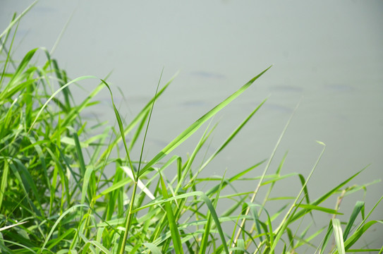 河边野草