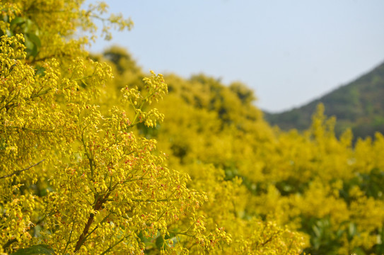 荔枝花