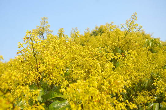 荔枝花开