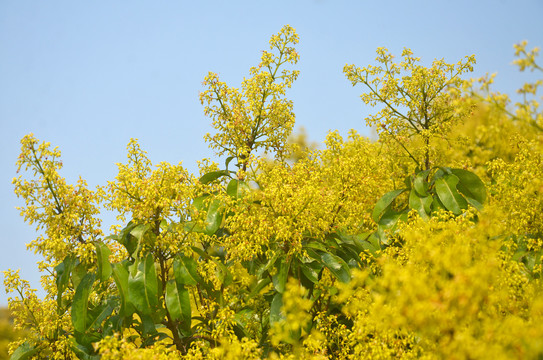 荔枝花开