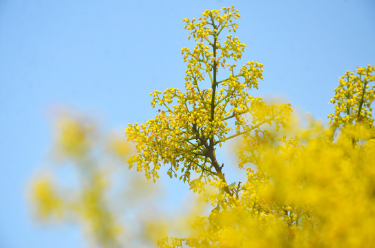 荔枝花开