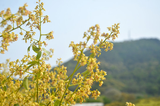 荔枝树花