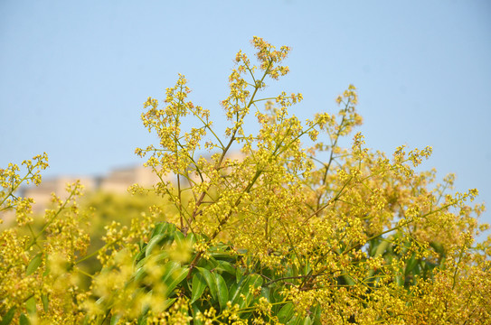 荔枝树花