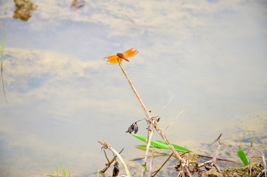 稻田上的蜻蜓