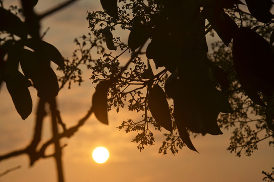 夕阳树枝