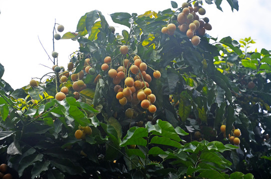 黄皮树果实