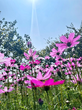 格桑花