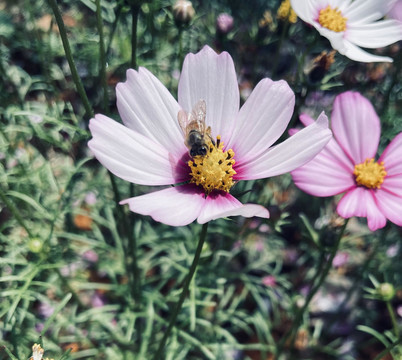 格桑花