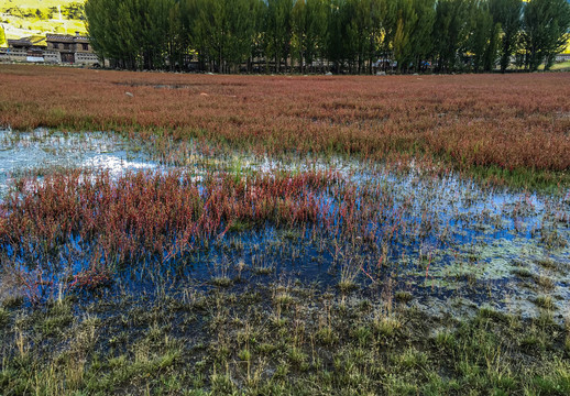 红草湿地