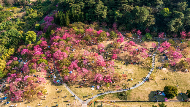 石门森林公园樱花