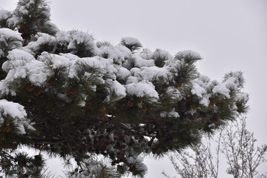 松树落雪