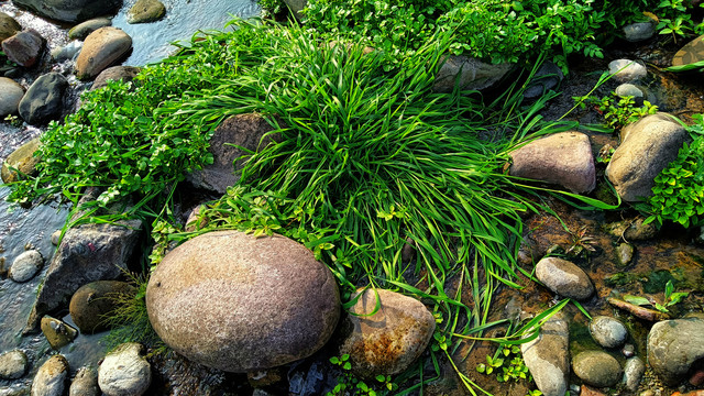 沟边生态水草