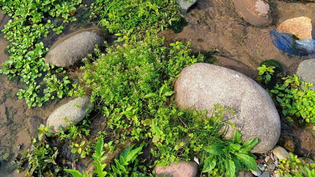 沟边生态水草