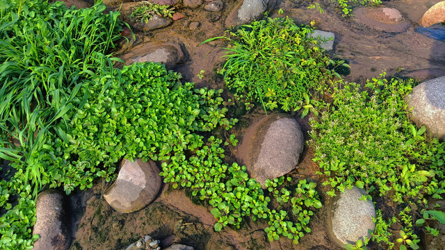 沟边生态水草