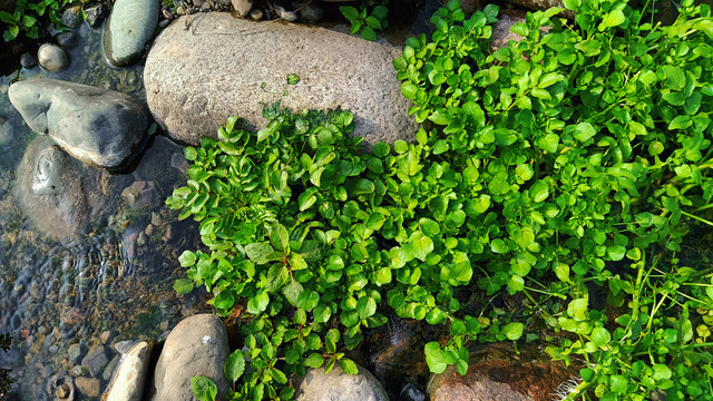溪流水草卵石