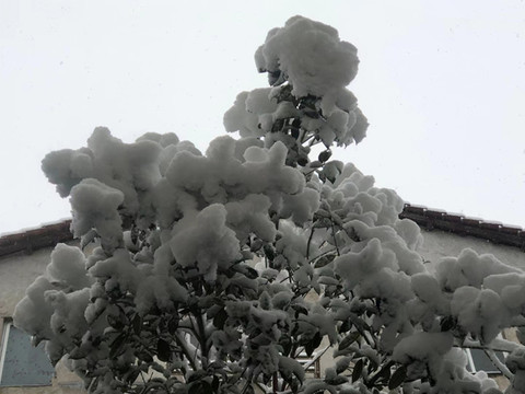 雪润树枝