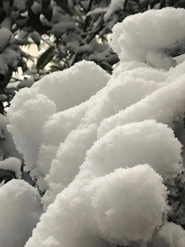 雪压树枝