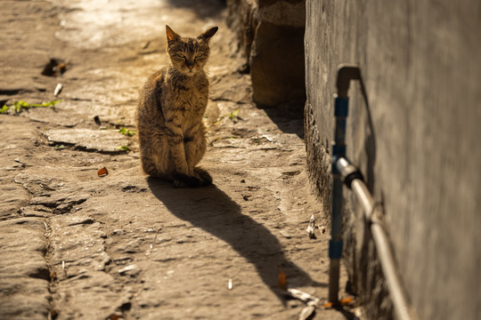 一只猫