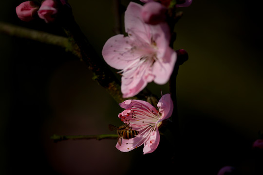 桃花蜜蜂