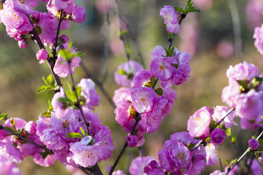 花卉