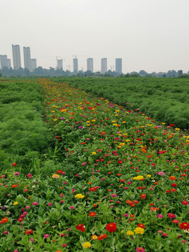 百日菊花田