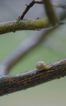 树枝蜗牛