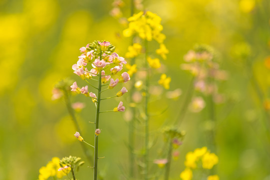 五彩油菜花