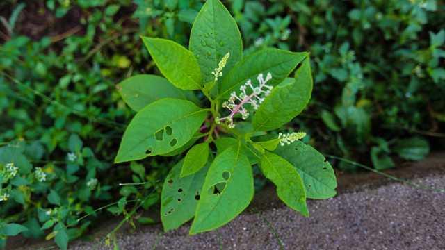 小草