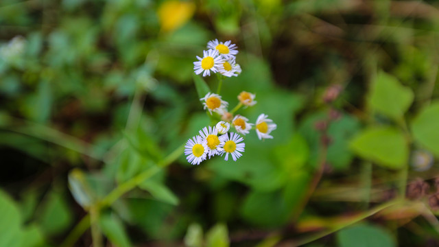 小菊花