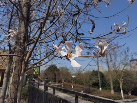 仰望玉兰花