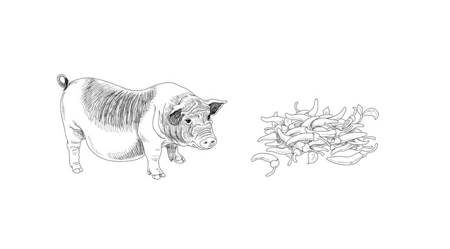 土猪和朝天椒插画