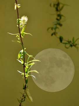柳叶与月亮