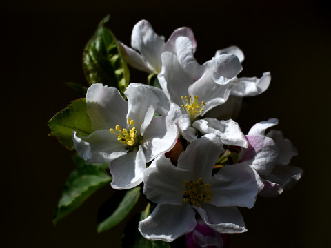 果树花