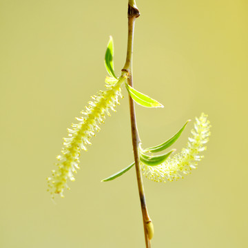 柳树花絮