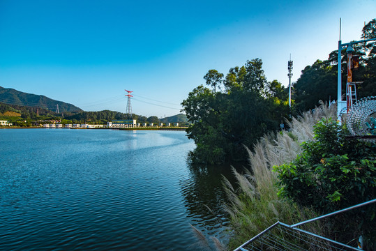 沙湾芦苇