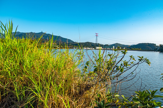 水岸草高高