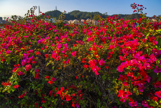 东湖边的杜鹃花