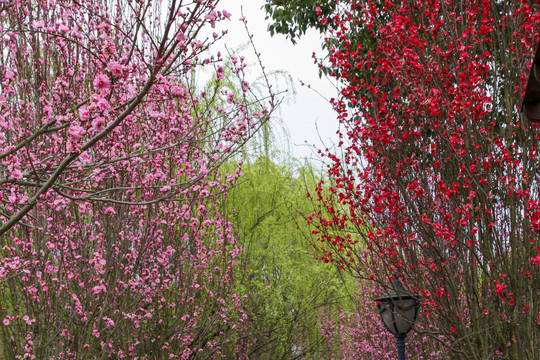 花卉背景