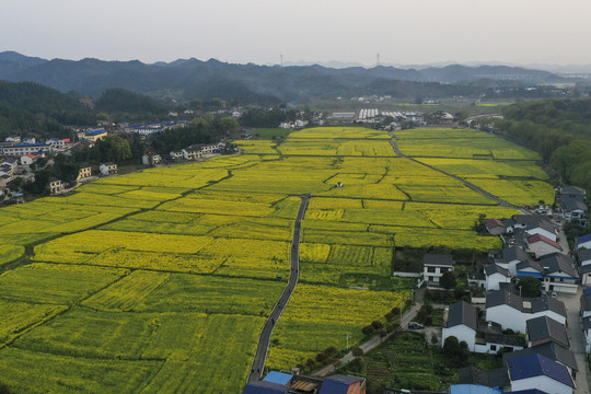 油茶花海